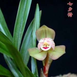 预测春兰的香味