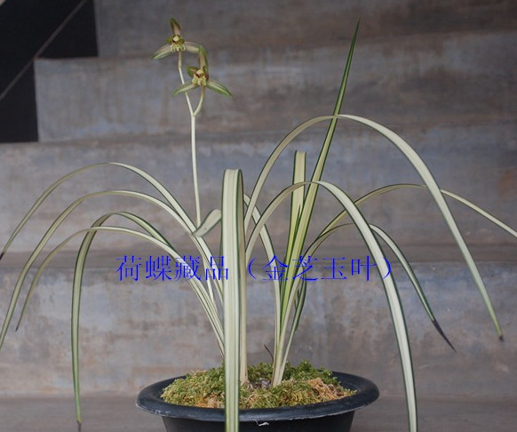金芝玉叶秋芝