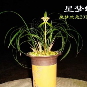 星梦蝶春兰
