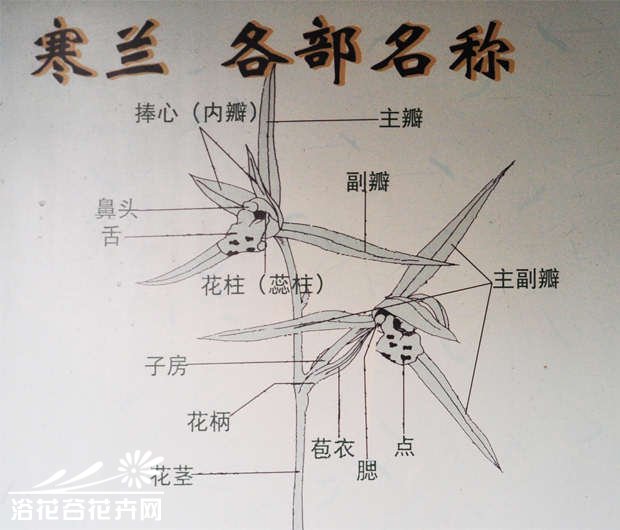 寒兰叶艺、叶型、花型识别图