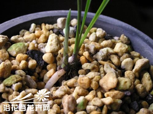 国香居:捂芽的植料转换
