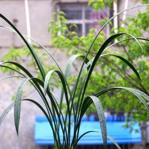 什么样的建兰叶形漂亮