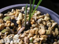 国香居:捂芽的植料转换
