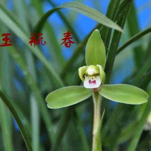 玉瓶春春兰