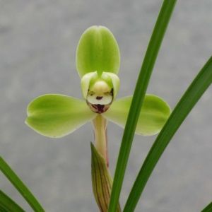 彭梅春兰