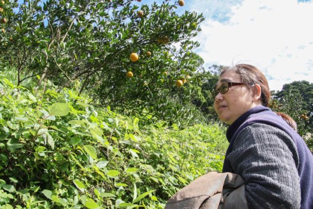 百年历史风土,独特大屯山火山土壤│草山柑浓厚酸甜好滋味