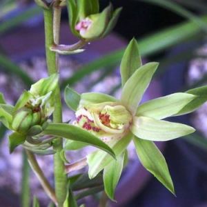 朱氏菊蝶蕙兰