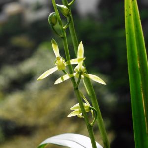 平步青云墨兰