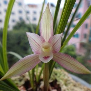紫胭飘雪春兰