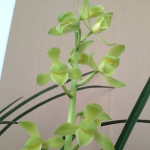 编钟素蕙兰