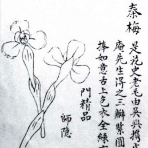 秦梅春兰