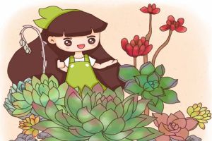 最难养死的10种多肉,谁能养死,我就服谁!
