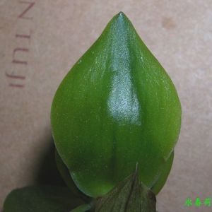 永春荷春兰
