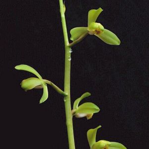 清玉梅蕙兰
