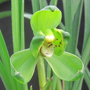 天珍梅春兰