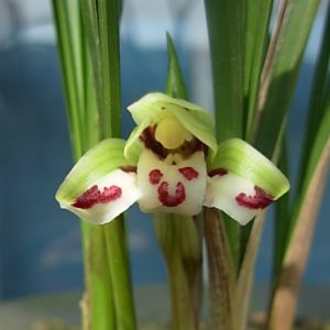 金龙荷蝶春兰