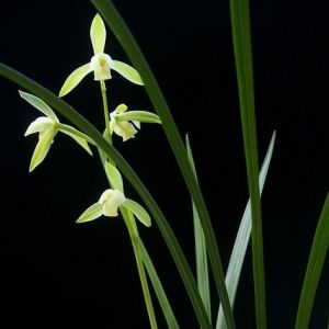 原盆分离兰花分苗