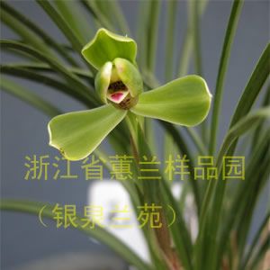 无求梅春兰