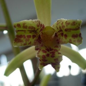 天目蕊蝶蕙兰