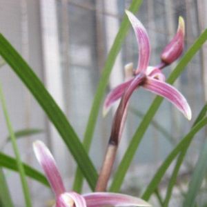 兰花控水