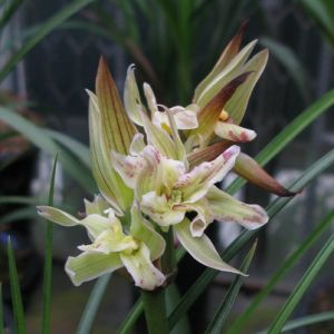 炎黄子孙(合家欢)莲瓣