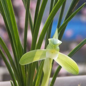 白宋素(宋荷素)春兰