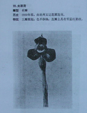 太原荷春兰