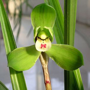 新春梅春兰
