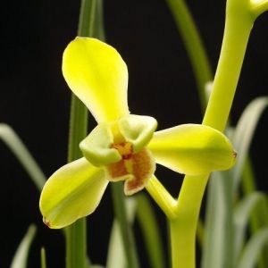 五云蕙兰