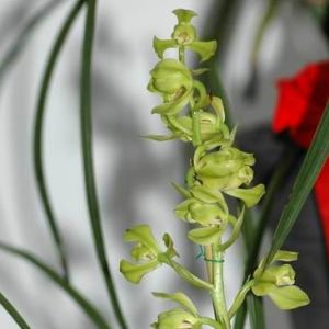 永昌梅蕙兰