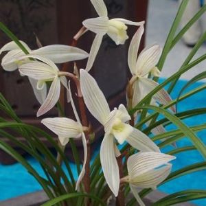 麻壳素荷莲瓣