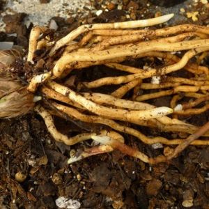 建兰的植料