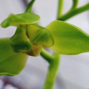 申顶蕙兰
