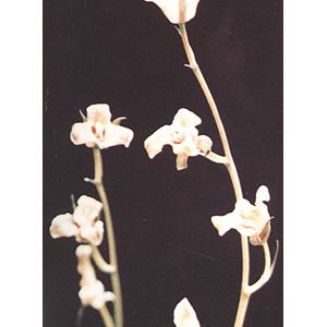 黄白捧蝶寒兰