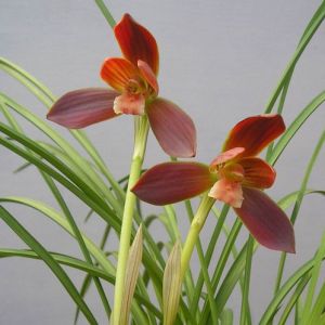 红河红豆瓣兰