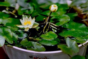 碗莲可以用沙子养吗？