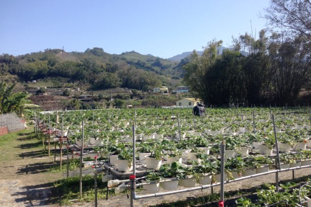 《产地旬味GO!》第四期-草莓心甜蜜，草莓产地见学出发！