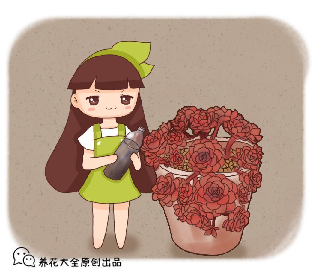 喂猪的东西 拿来养多肉 竟然肥得比拳头还大