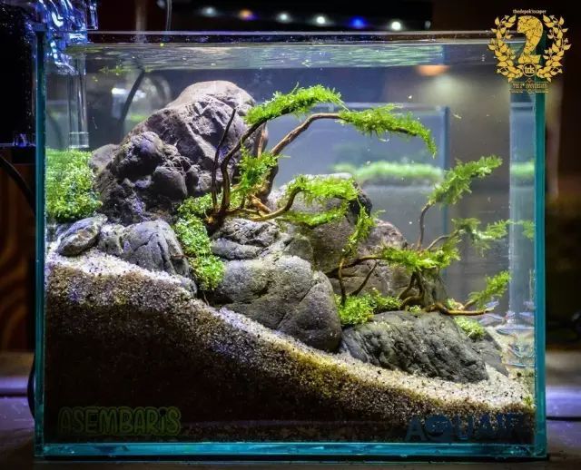 对着小缸流口水……36款小缸造景送给你