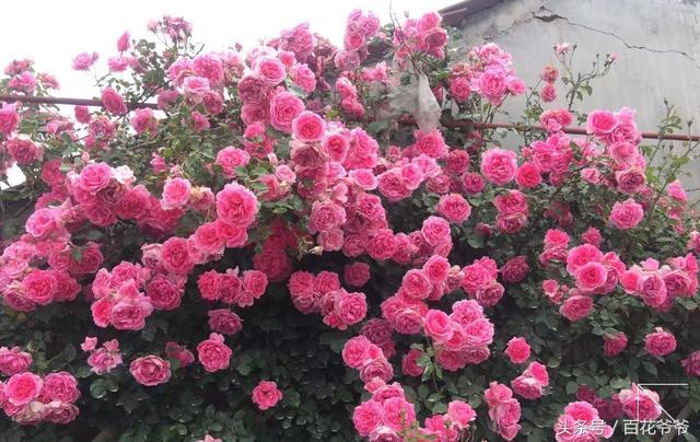 淘米水浇花别乱用 这些花用了才能越长越旺、开花易爆盆