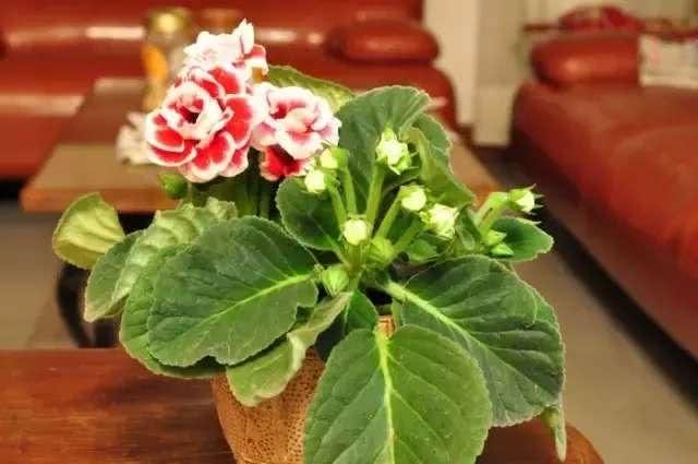 大岩桐给一点光照就能开花 吸毒草越剪就长得越茂盛