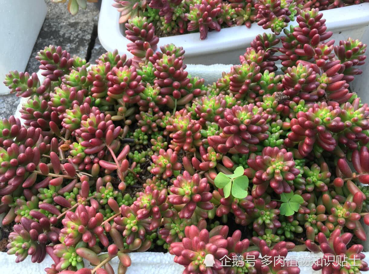 快来看 大神家的普货多肉植物养的真美