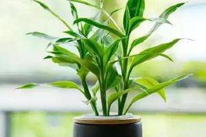 客厅里放什么植物旺财