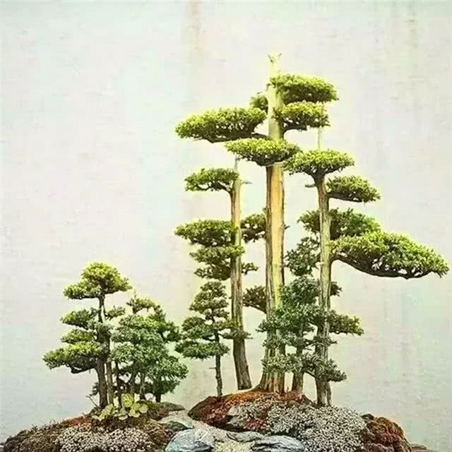 前方高能 舍利干变身穿云箭