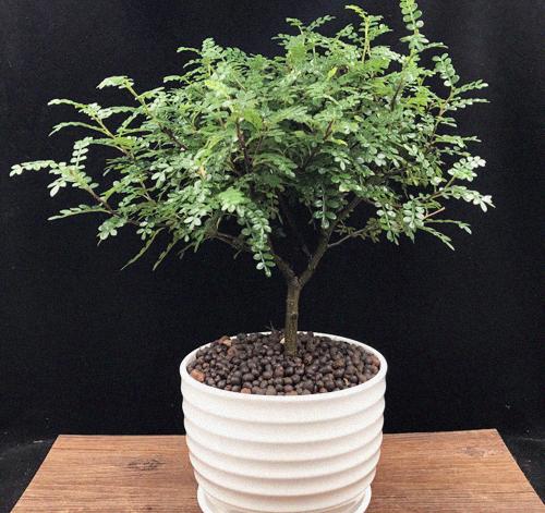 在家里放上这种盆栽 蚊子全跑光 还能美化环境