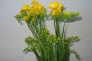 香雪兰一年开几次花
