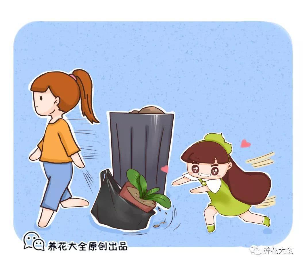 植物长歪了别着急扔 这样剪一刀 比原来的还要好看