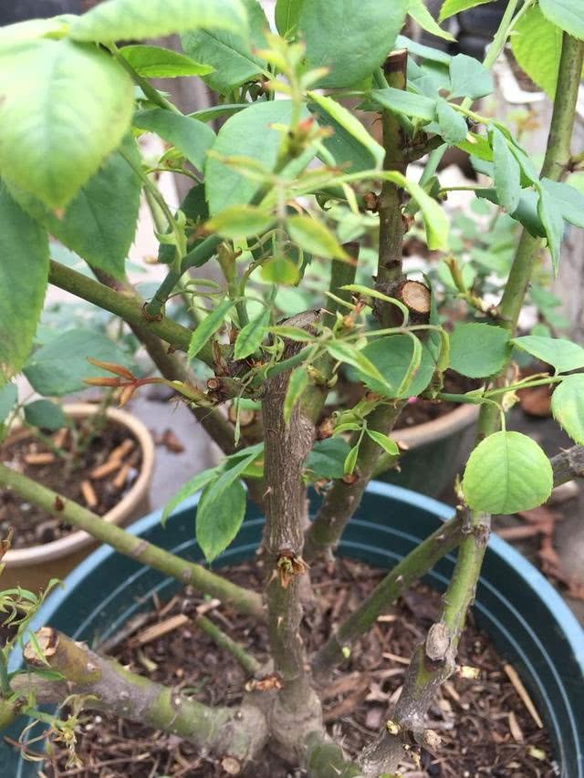 月季新芽长成这样了 知道怎么解决吗？不解决甭想爆盆开花了