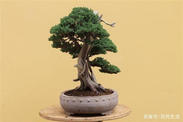 盆景可以豪宕雄劲、纵横奔放 也可以像这样赏心悦目、玲珑潇洒