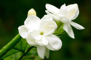 栀子花长蚧壳虫怎么办